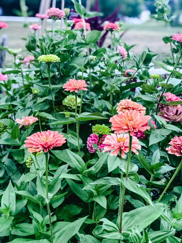 Zinnia Guide- Colorful Zinnias