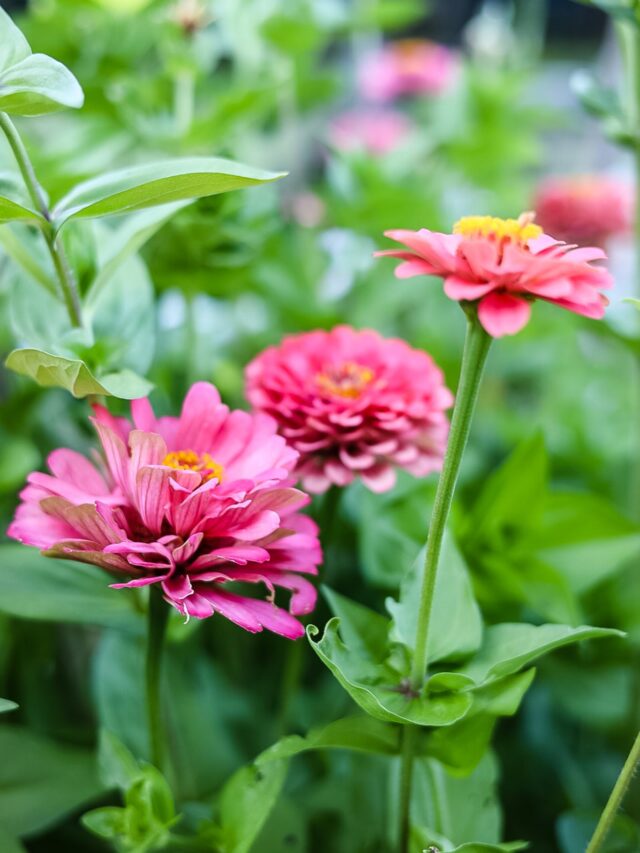 bernary's giant carmine zinnia