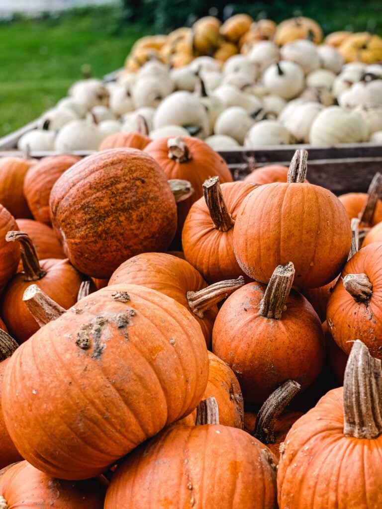 bins of orange an white pumpkins at a farm