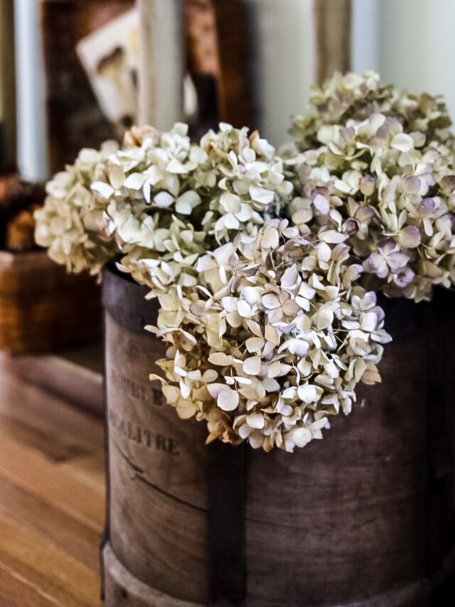 dried hydrangeas in decalitre