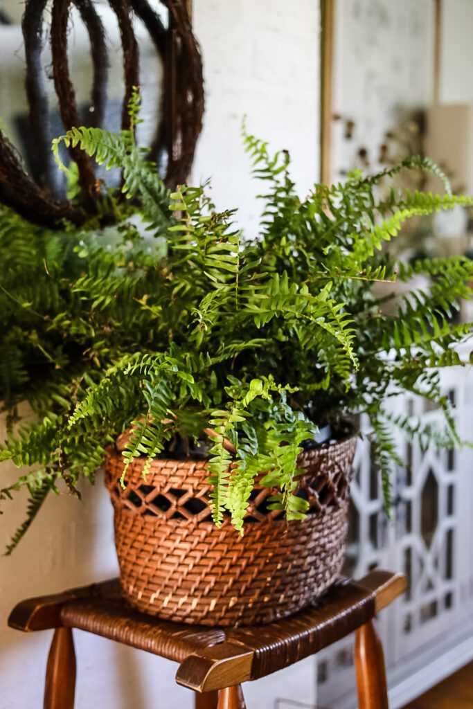 boston fern in basket