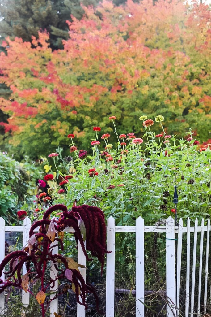zinnias with foliage in background