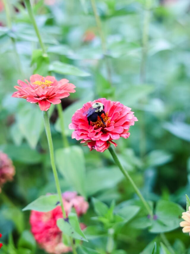cropped-bumblebee-on-zinnia.jpg