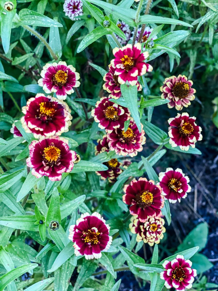 red zinnias in a graden