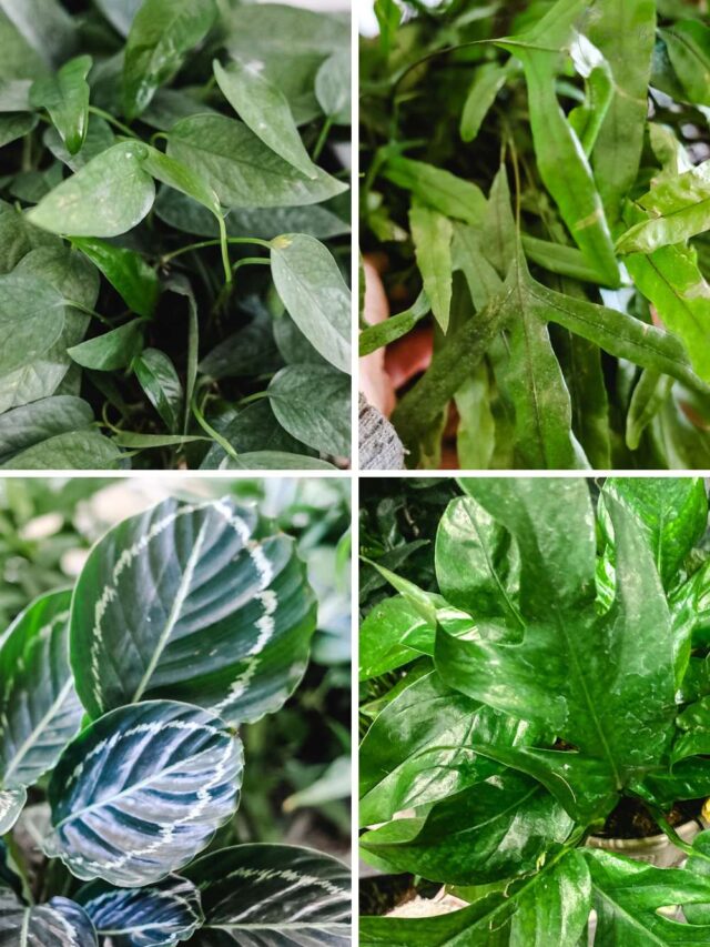 cropped-houseplant-pinterest.jpg