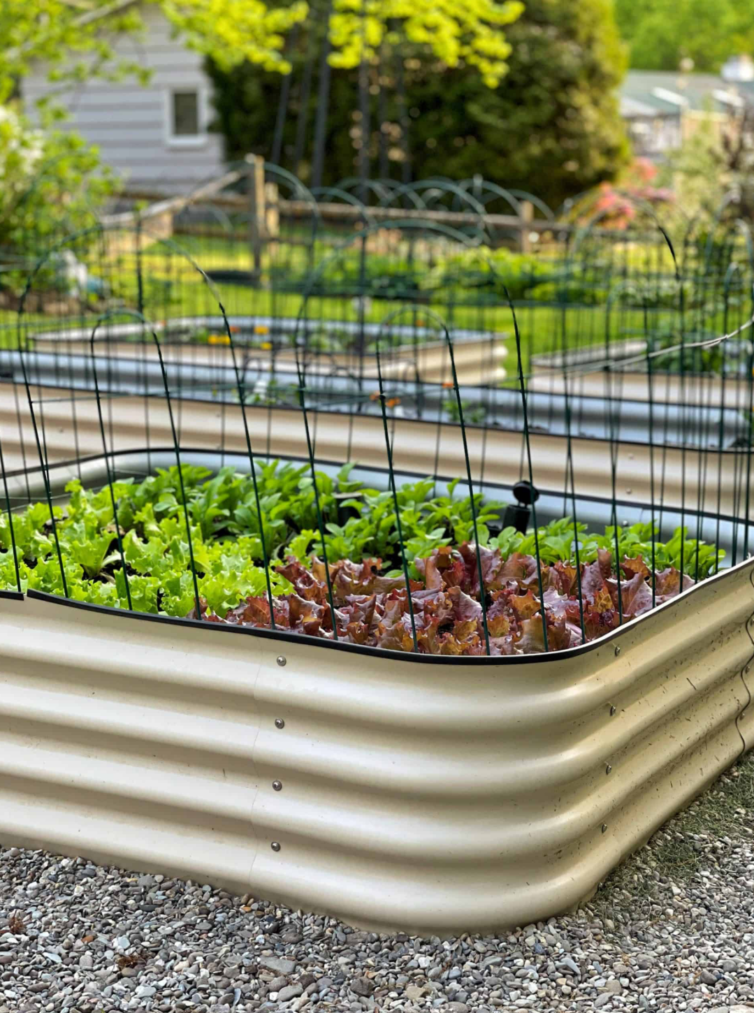 Early Spring Vegetables: What to Grow and How to Prepare Your Garden ...