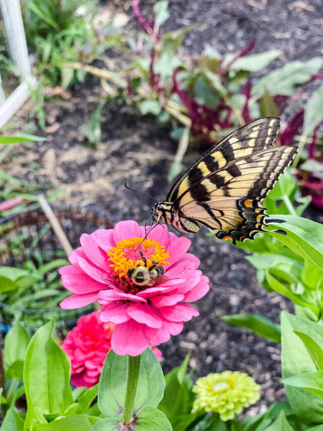 cropped-Pollinator-Garden-Butterfly-on-Zinnia.jpg