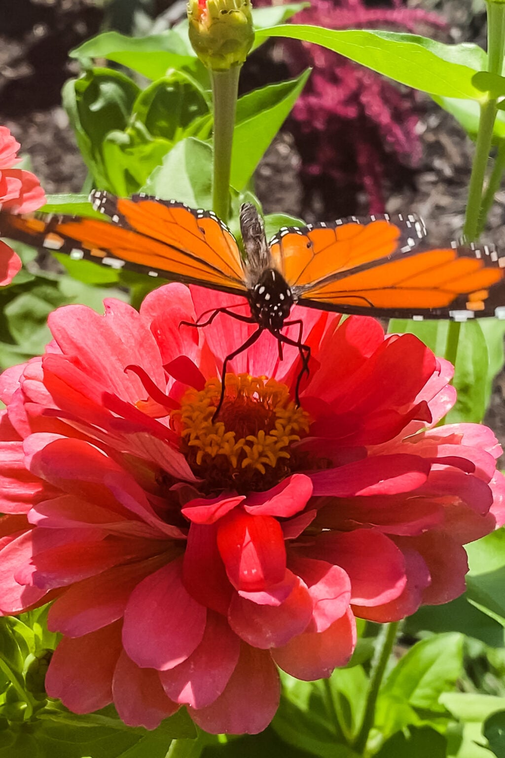 Best Flowers to Attract Butterflies: A Guide to Creating a Butterfly ...