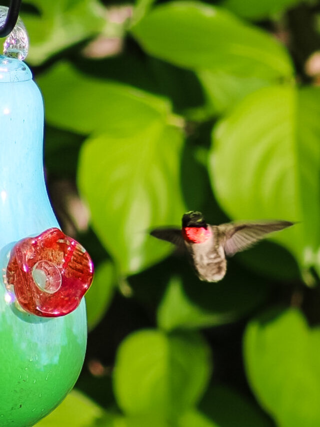 Hummingbird Garden