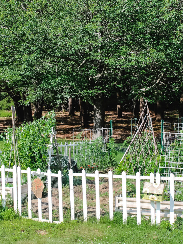 Vegetable Gardening In New England Cottage On Bunker Hill