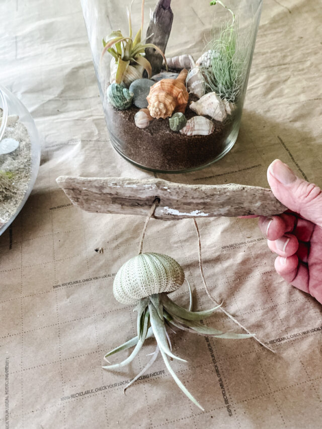 DIY Air Plant Terrariums A StepByStep Guide Cottage On Bunker Hill