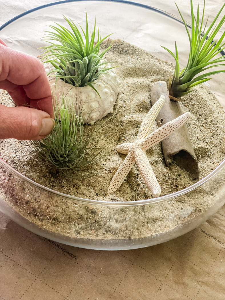 Image showcasing DIY Air Plant Terrariums: A Step-By-Step Guide - Cottage On Bunker Hill