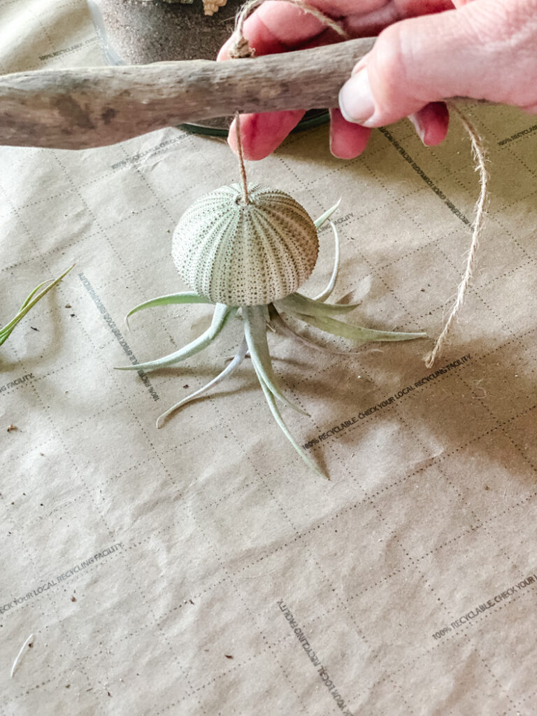 Image showcasing DIY Air Plant Terrariums: A Step-By-Step Guide - Cottage On Bunker Hill