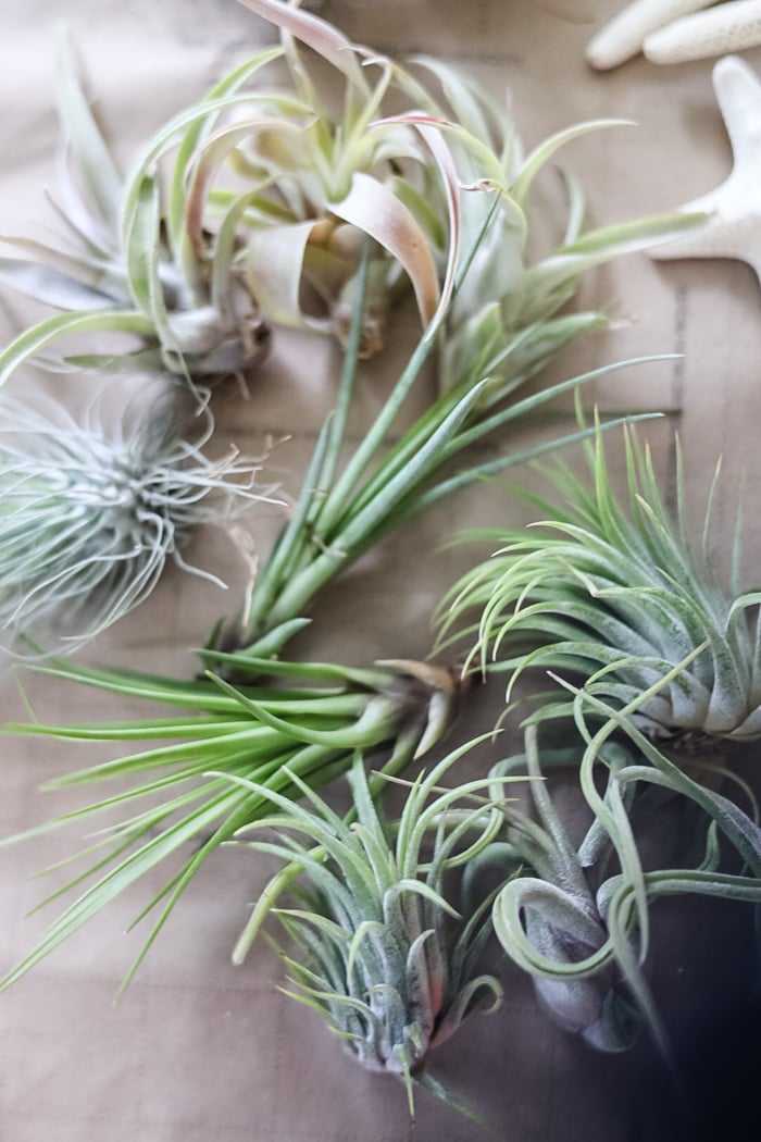 DIY Air Plant Terrariums A StepByStep Guide Cottage On Bunker Hill