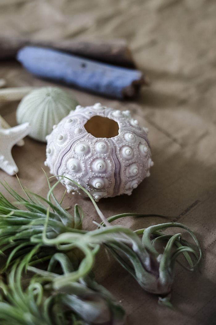 DIY Air Plant Terrariums: A Step-By-Step Guide - Cottage On Bunker Hill - Diy Air Plants For Goldfish Community Tanks