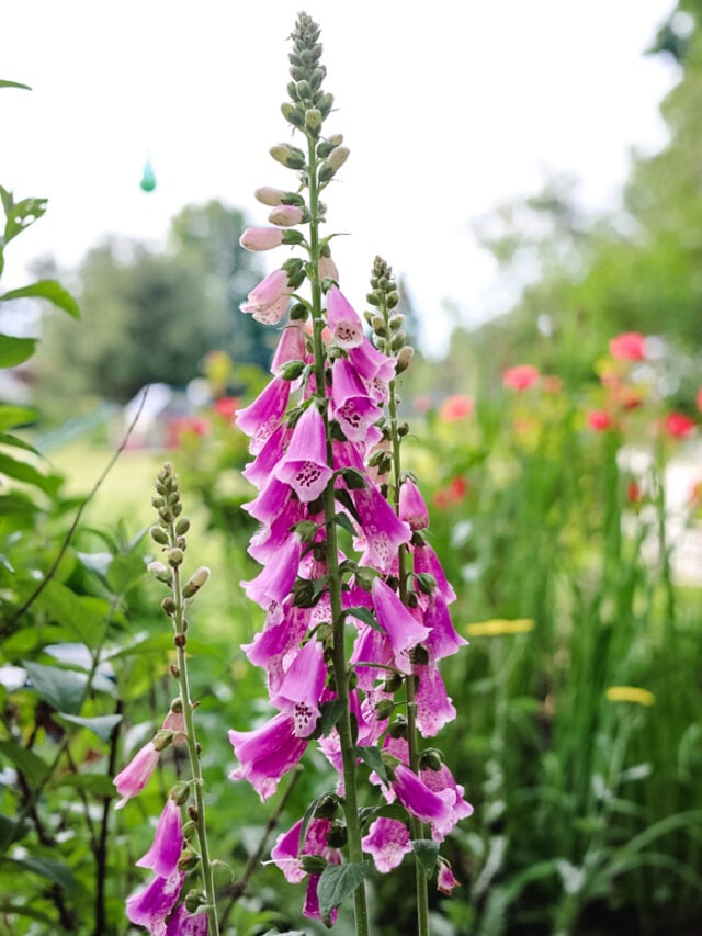 cropped-cottage-garden-foxglove.jpg
