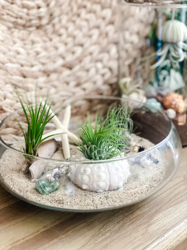 terrarium w shells and air plants