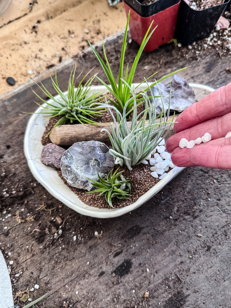 making air plant dish