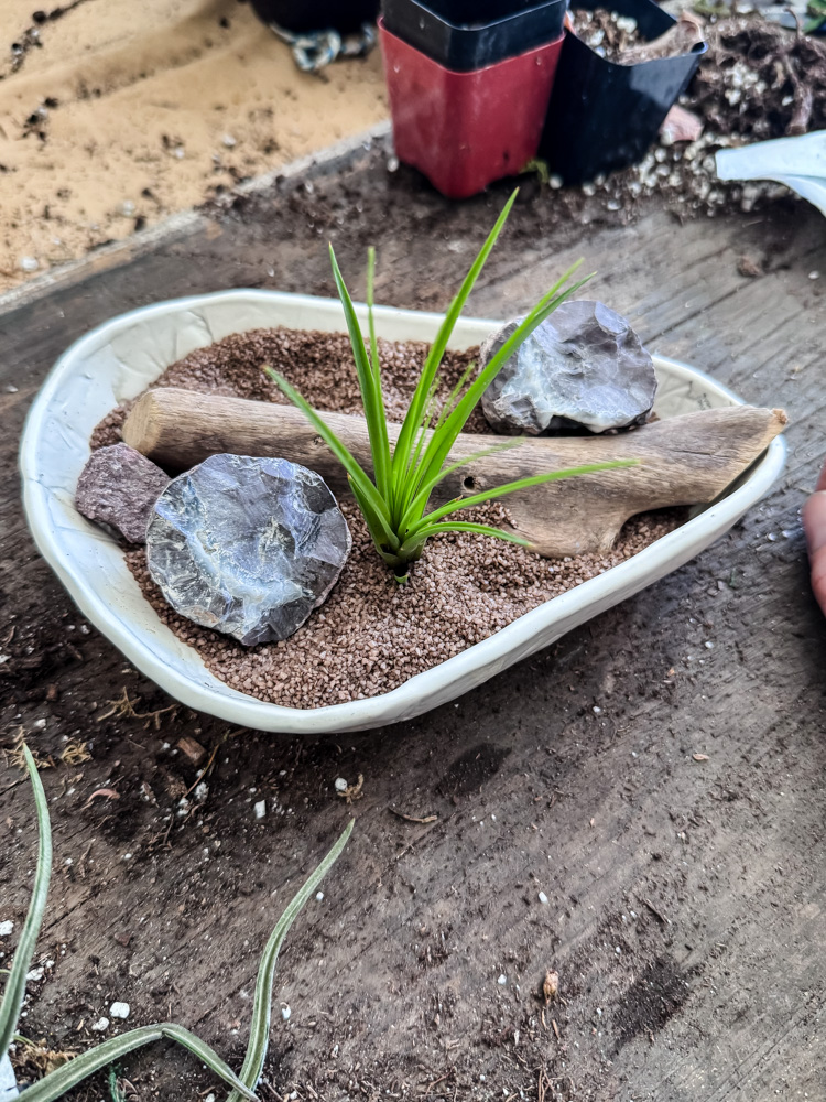 making a small dish air plant planter