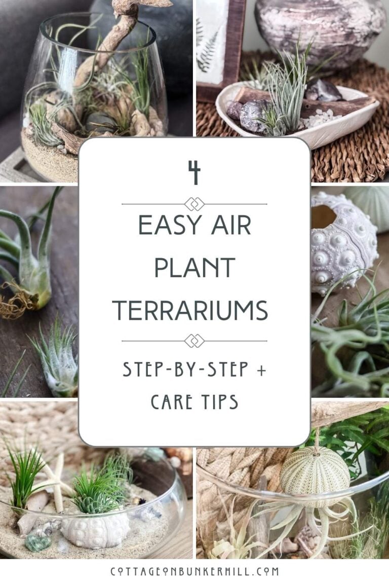 DIY Air Plant Terrariums: A Step-By-Step Guide