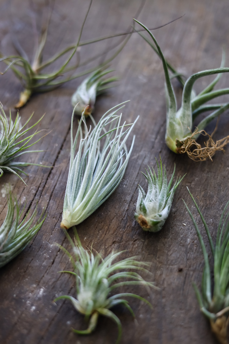 air plants on wood 