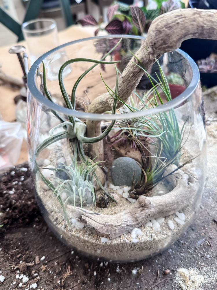 air pllant terrarium