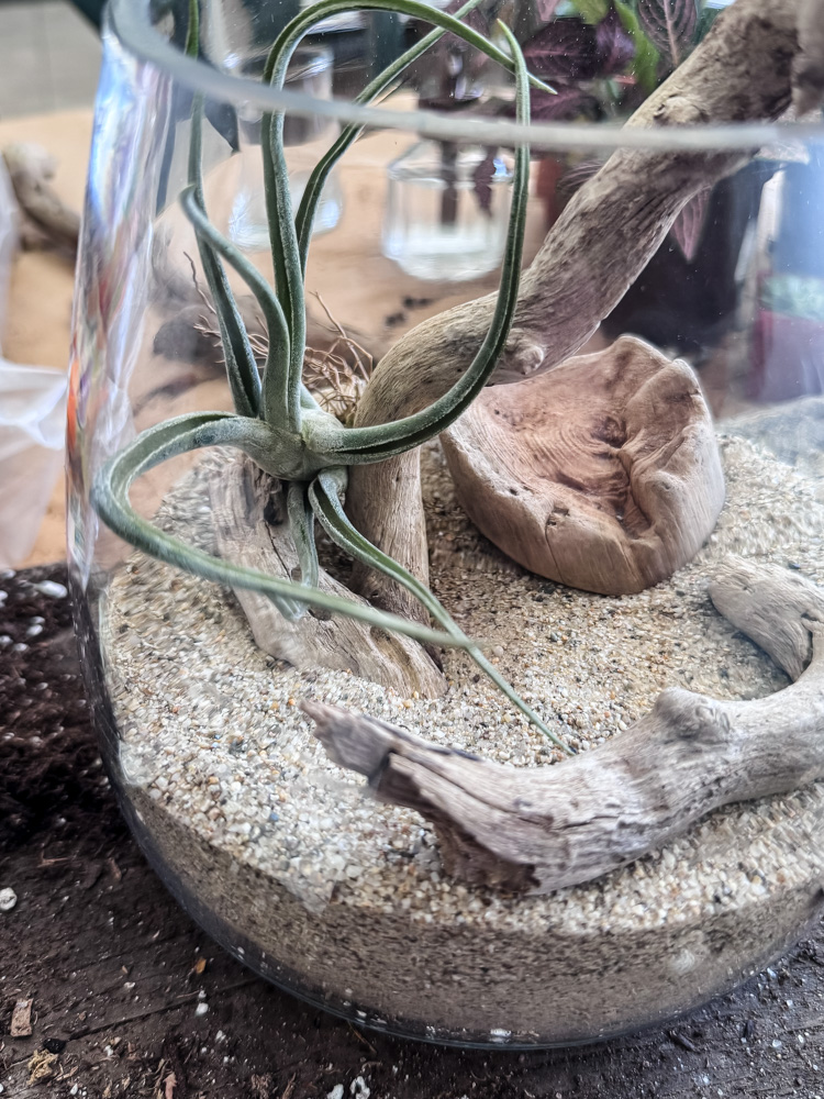 air plant terrarium 