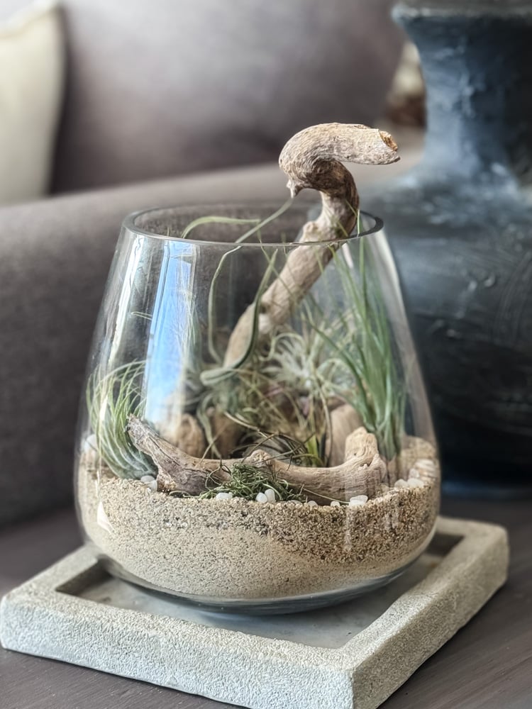 air plant terrarium