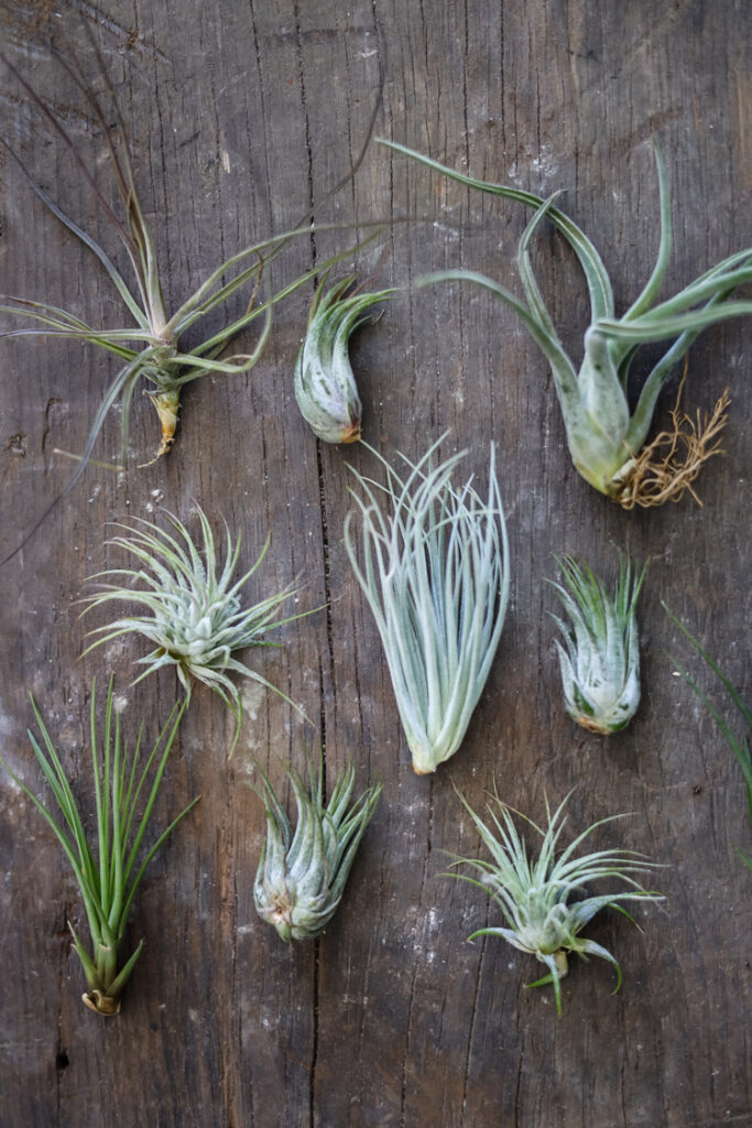 air plants on wood board