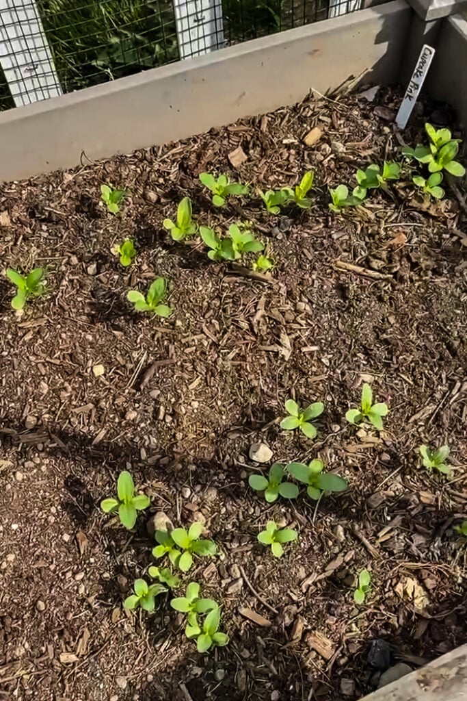 zinnia seedlings