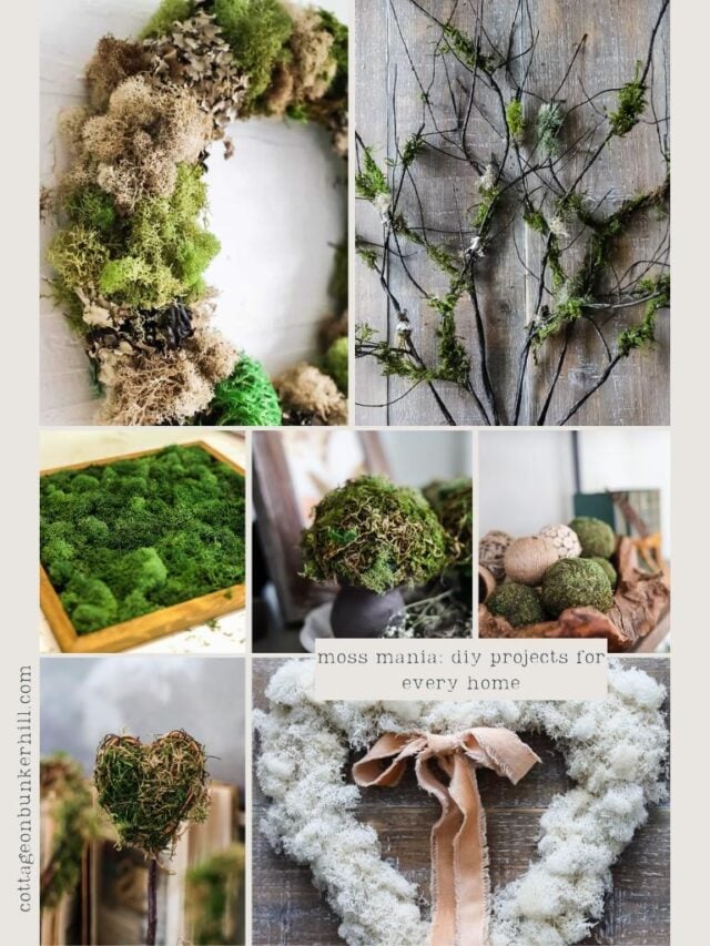 Moss Mania: DIY Projects for Every Home - Cottage On Bunker Hill