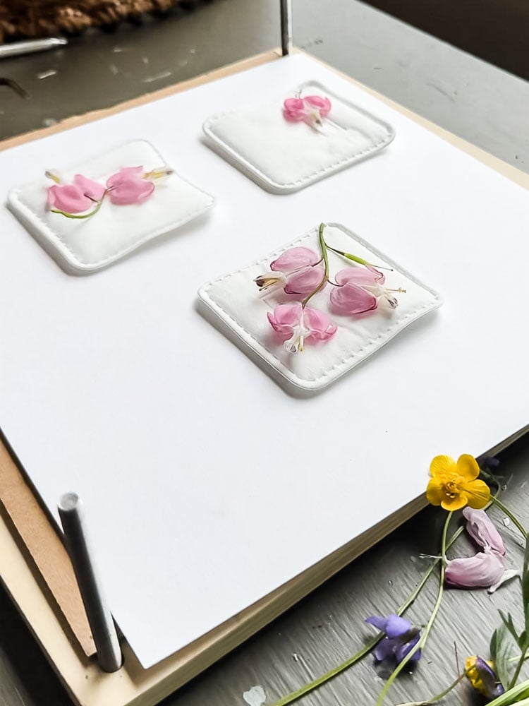 pressing bleeding heart flowers in cotton pads