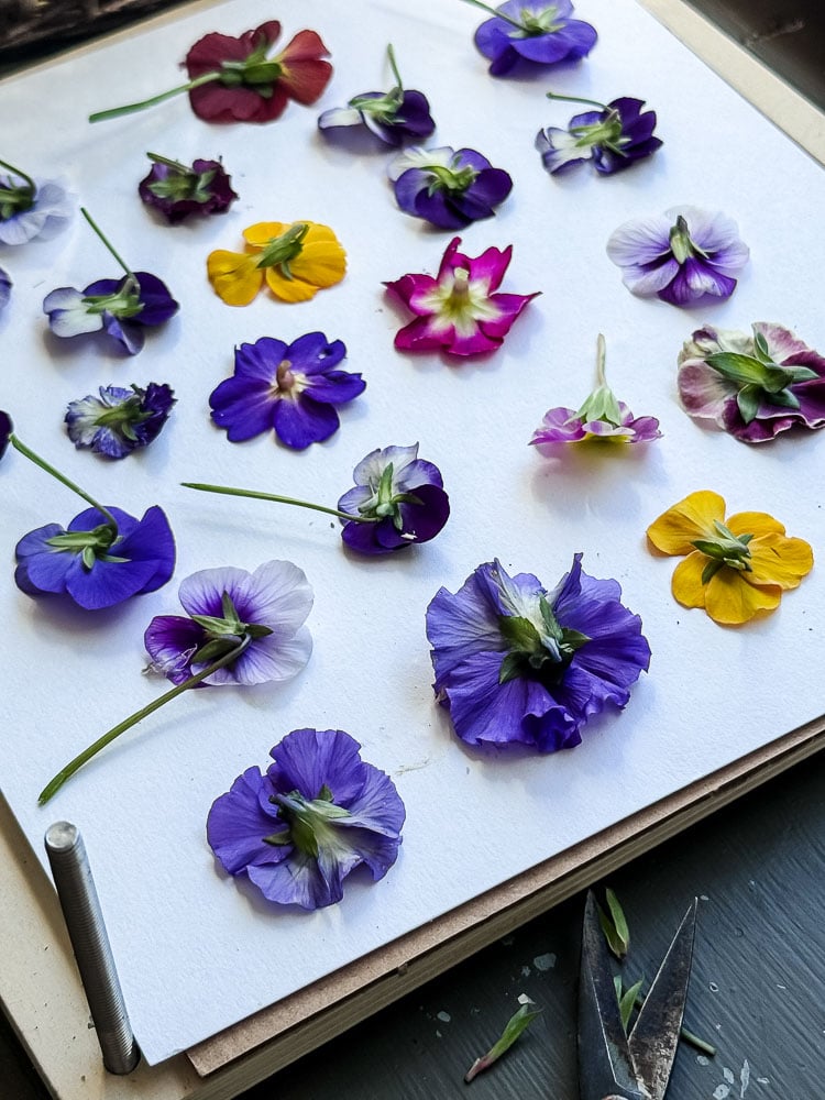 flowers being added to flower press