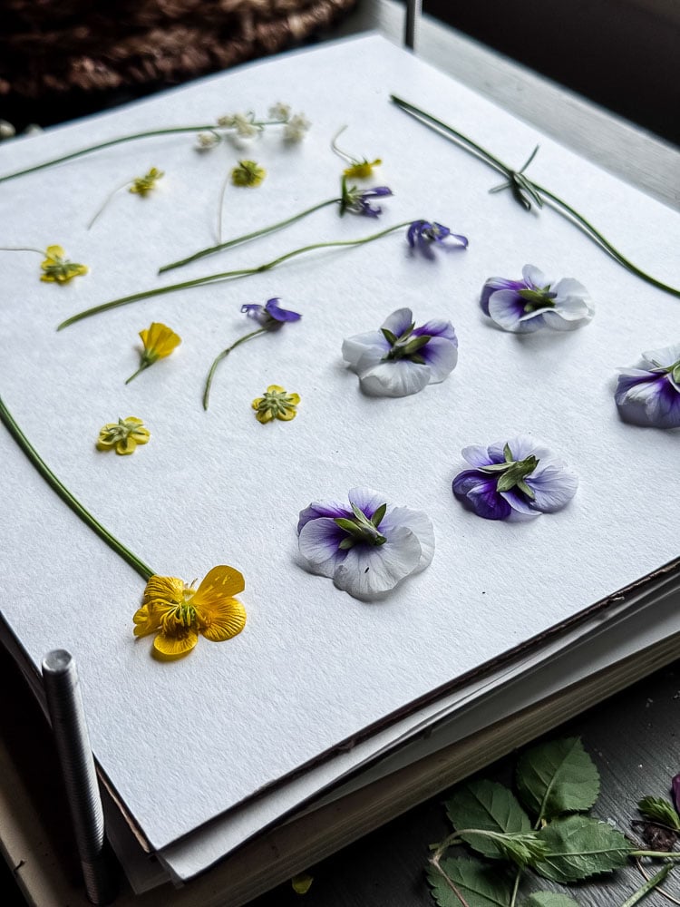 spring flowers on blotting sheet in a flower press