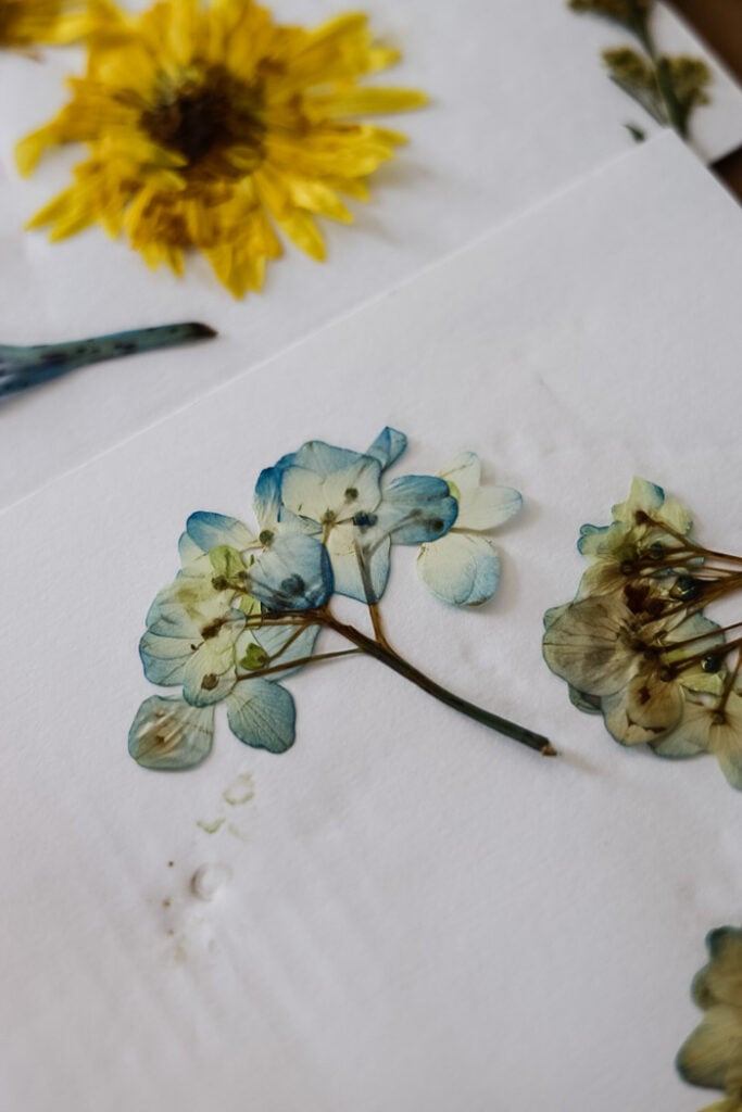 pressed hydrangea