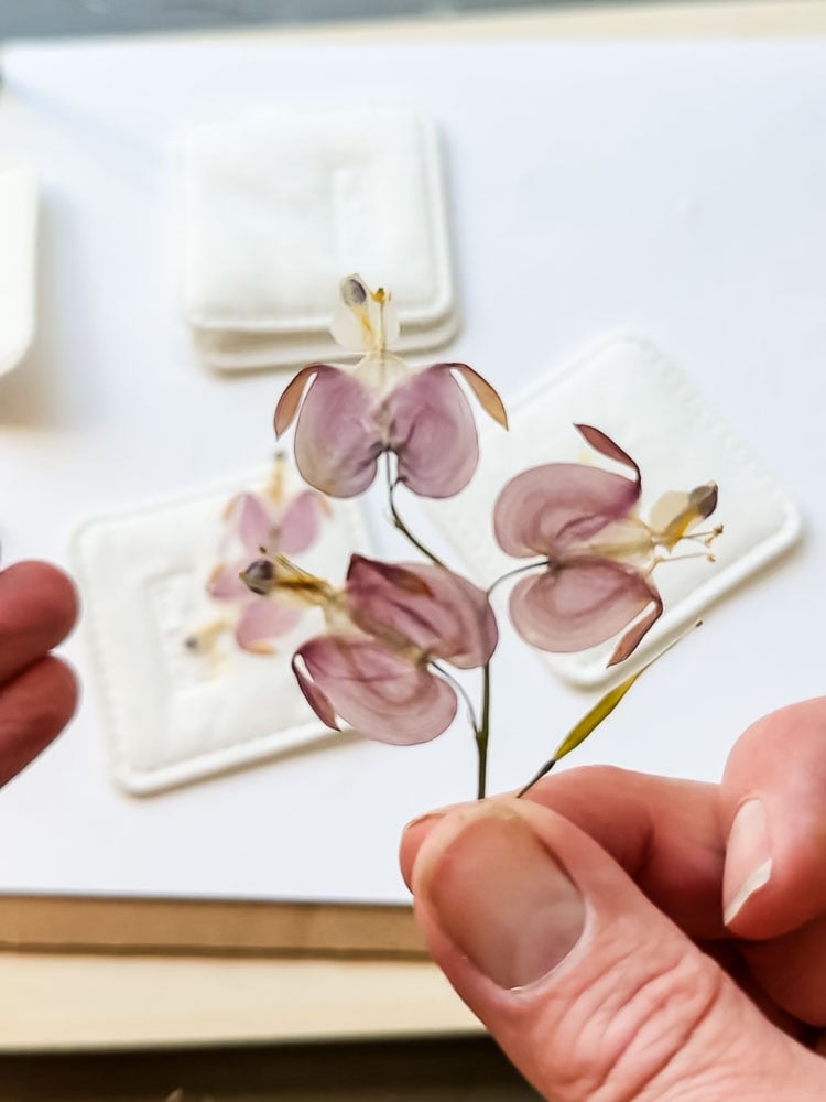 pressed bleeding heart flower in hand