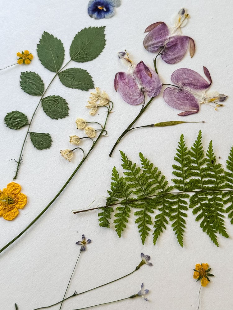 pressed flowers
