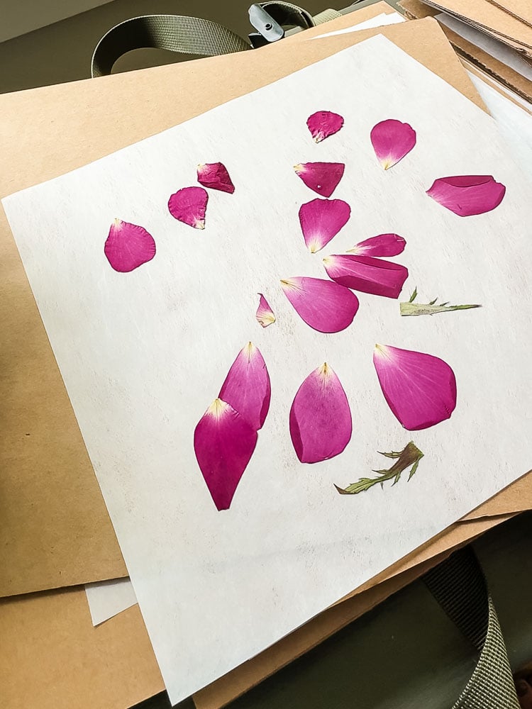 pressed rose petals