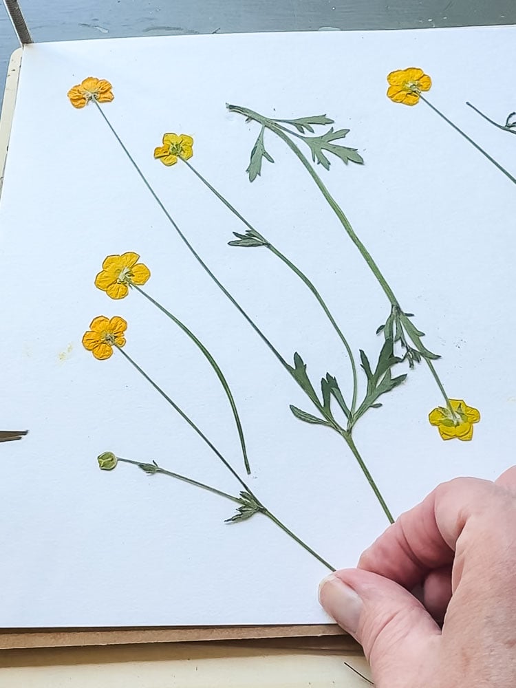 pressed yellow wildflowers