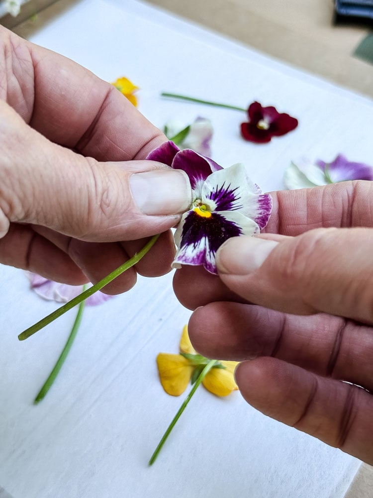 holding a pansy