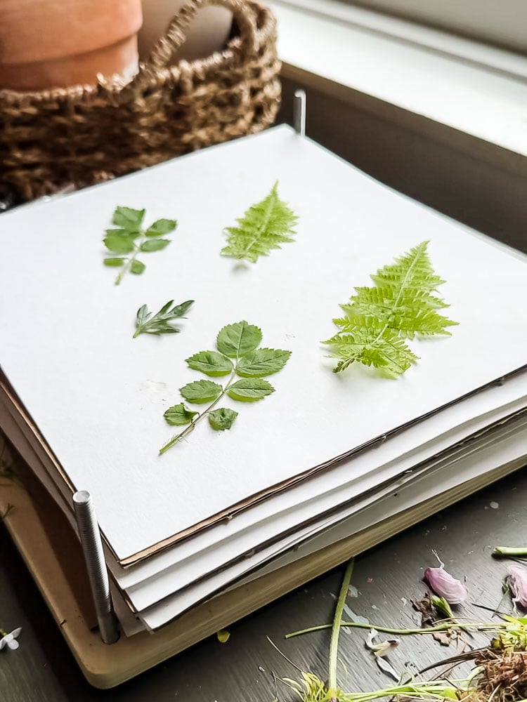 leaves in a flower press