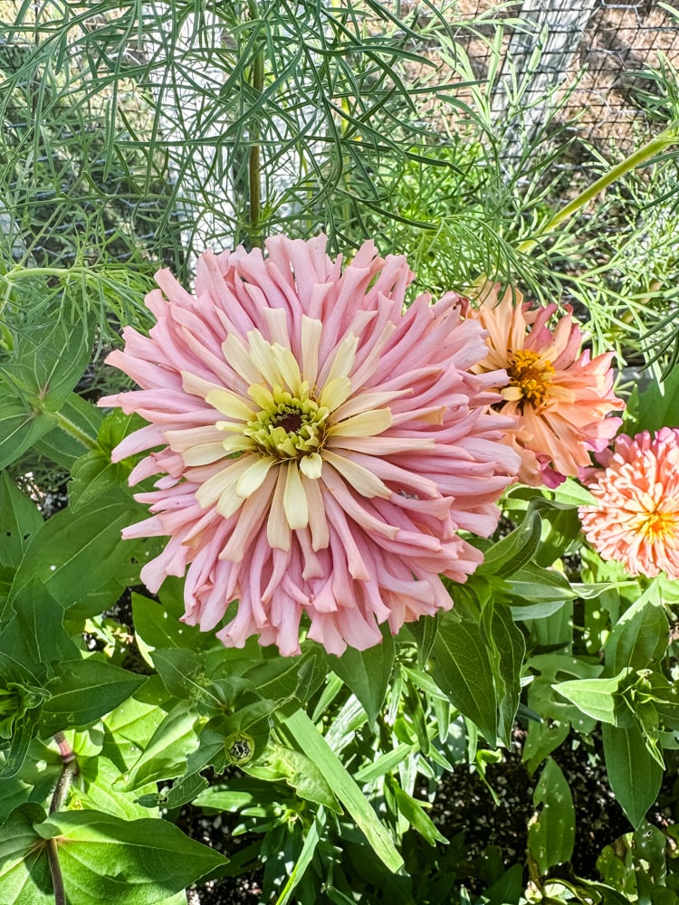 ballerina zinnia