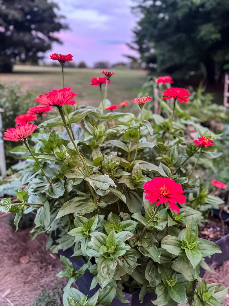 a garden bed with red blooming zinnias at sunset