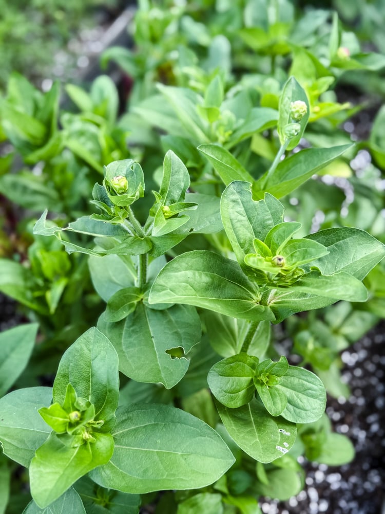 zinnia plants without flowers