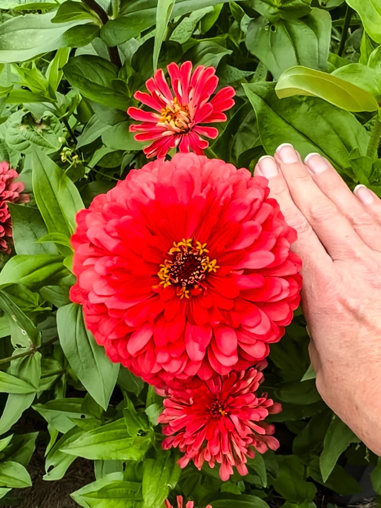 a large zinnia and a hand to show the flowers size
