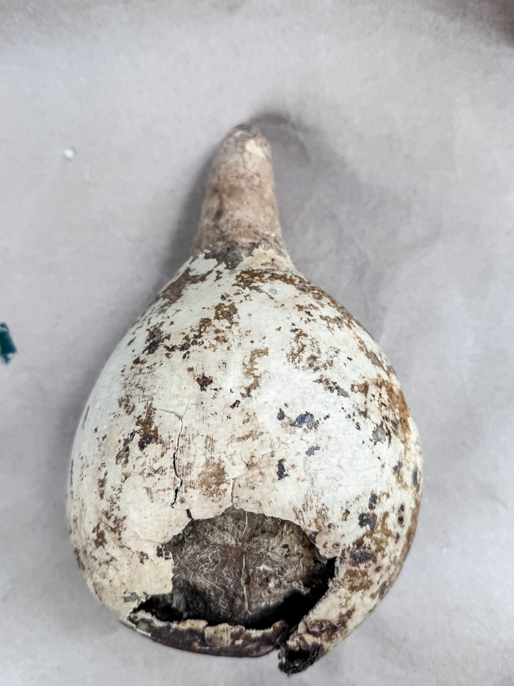 gourd