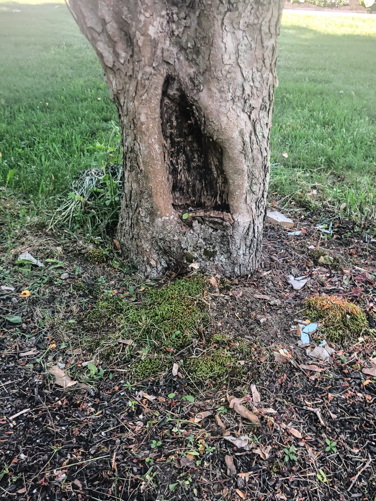 crap apple tree hollow at base