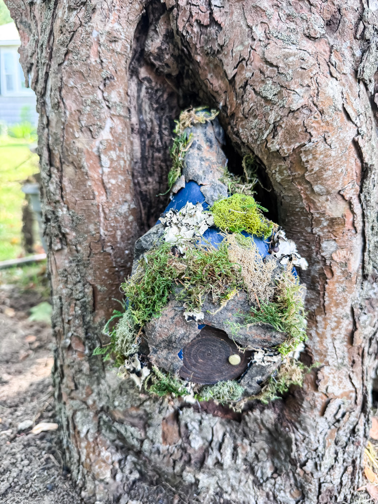 fairy house in tree hollow
