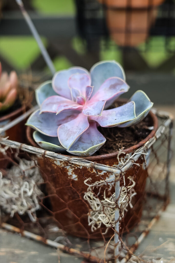 pink echeveria