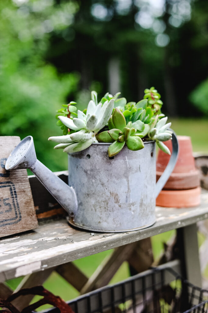 watering can filled with succulents